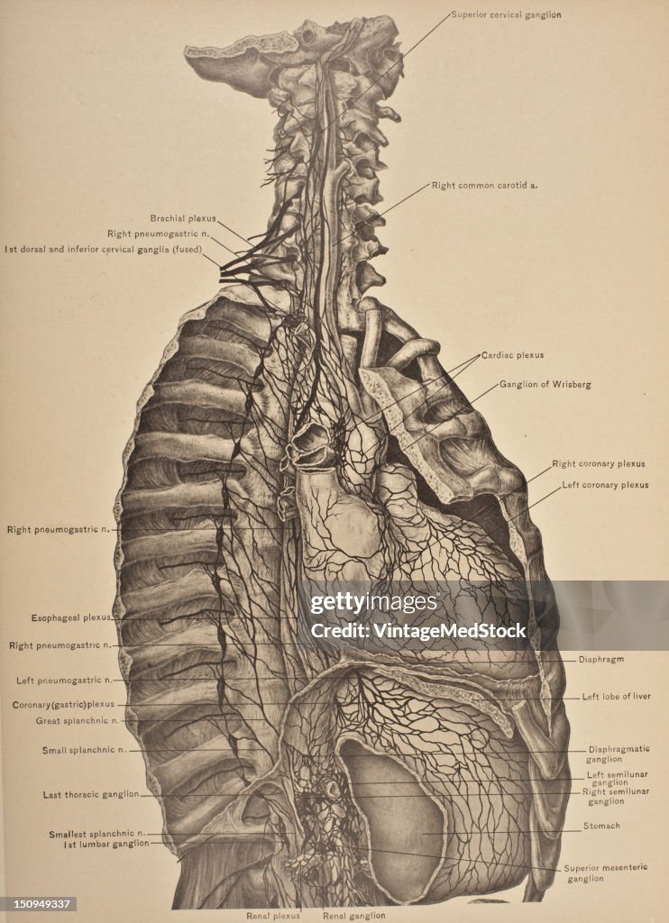 Cervical & Thoracic Sympathetic Nerves