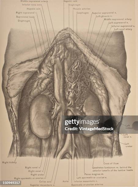 The abdominal aorta is the largest artey in the abdominal cavity, 1903. From 'Surgical Anatomy: The Treatise of the Human Anatomy and Its...