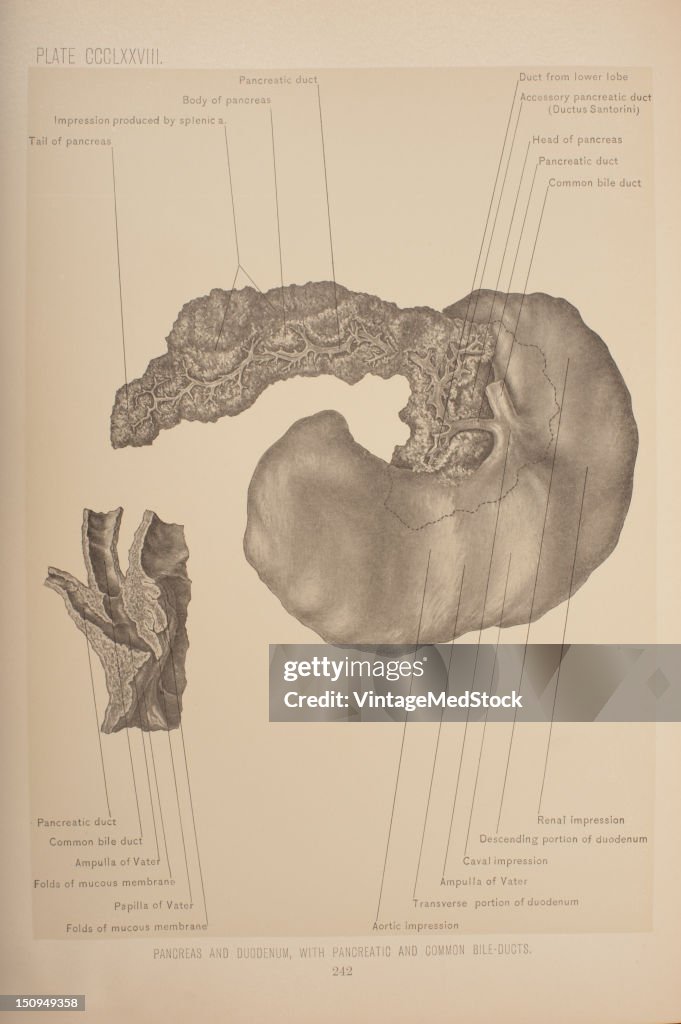 Pancreatic & Common Bile Ducts