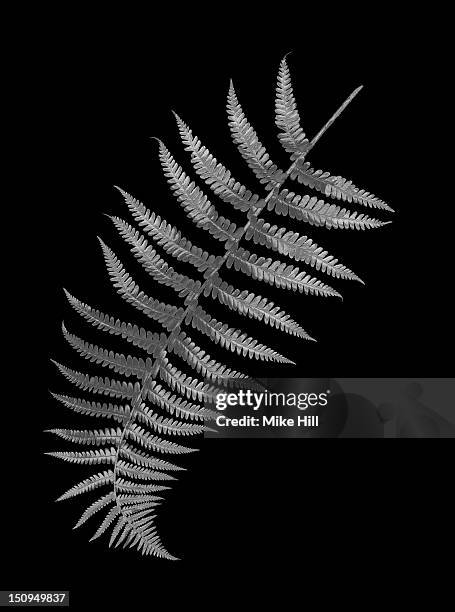 silver fern leaf on a black background - silver fern stock pictures, royalty-free photos & images