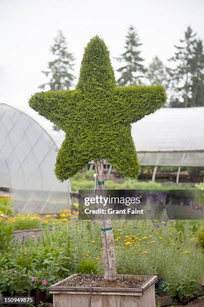 star-shaped plant for sale - topiary stock-fotos und bilder