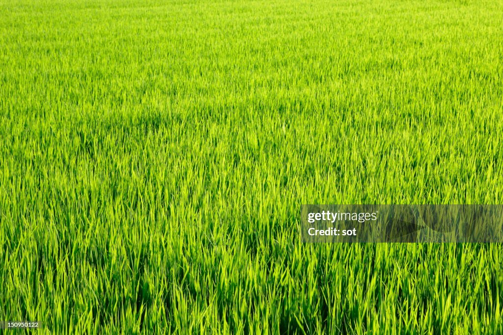 Rice field