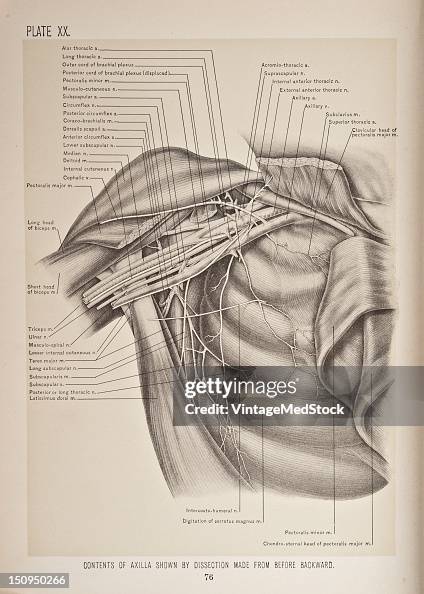 Axilla Inlet The contents of the axilla are the axillary vein and its branches ...