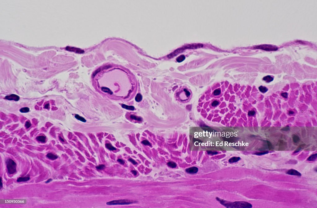 Simple Squamous Epithelium, Small Intestine, 250X