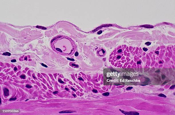 simple squamous epithelium, small intestine, 250x - simple squamous epithelium stock pictures, royalty-free photos & images