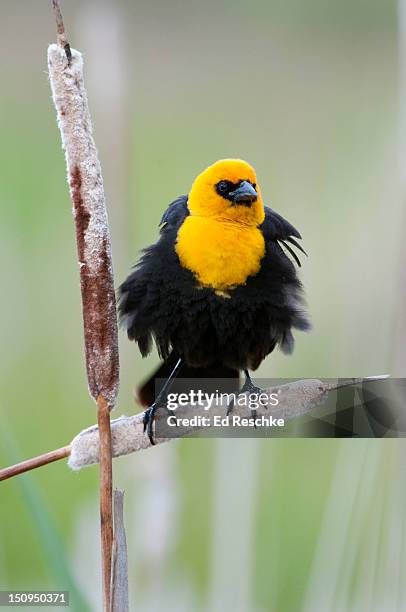 yellow-headed blackbird male and cattails - xanthocephalus stock pictures, royalty-free photos & images