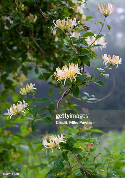 wild honeysuckle lonicera periclymenum norfolk - honeysuckle stock pictures, royalty-free photos & images