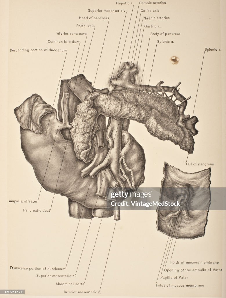 Pancreatic & Common Bile Ducts