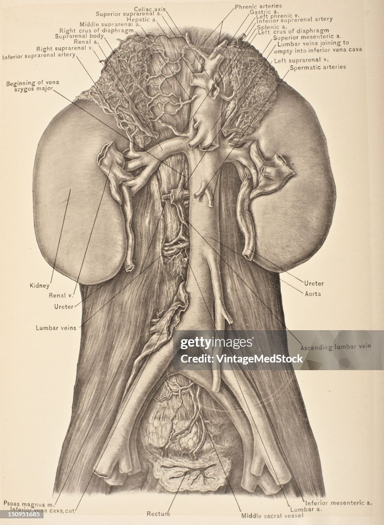 Kidney, Renal Vessels, & Ureter