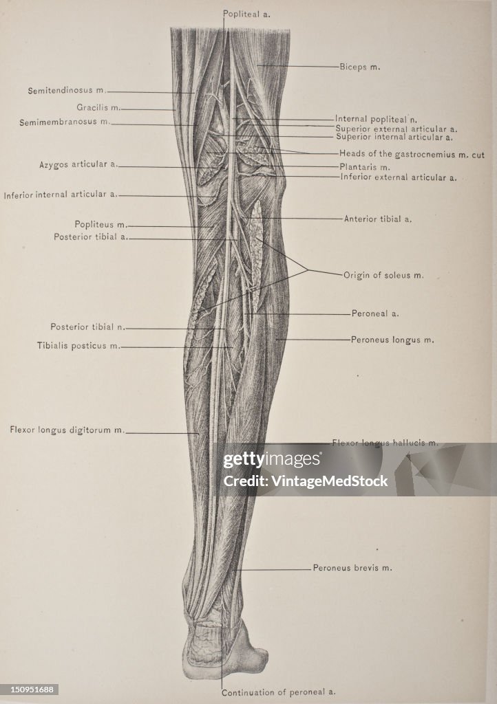Deep Muscles Of The Back Of The Leg & Posterior Tibial Artery & Nerve