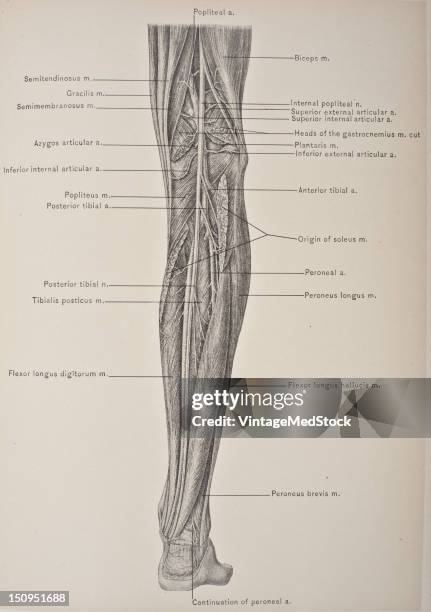 The posterior tibial artery of the lower limb carries blood to the posterior compartment of the leg and plantar surface of the foot, from the...