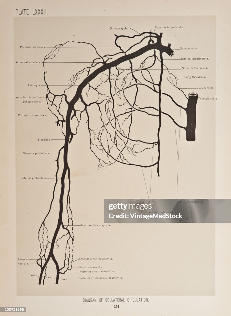 Diagram Of Collateral Circulation