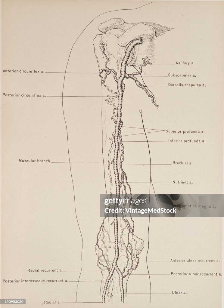 The Brachial Artery The Continuation Of The Axillary Begins News the-brachial-artery-the-continuation-of-the-axillary-begins-news