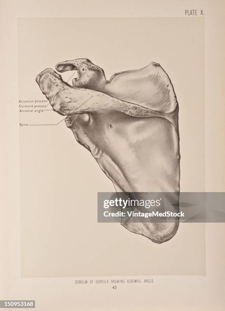 Photo showing the scapula, also known as the shoulder blade, 1899. From 'The Treatise of the Human Anatomy and Its Applications to the Practice of...