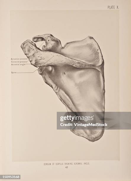 Stapula Human Scapula Photos and Premium High Res Pictures - Getty Images