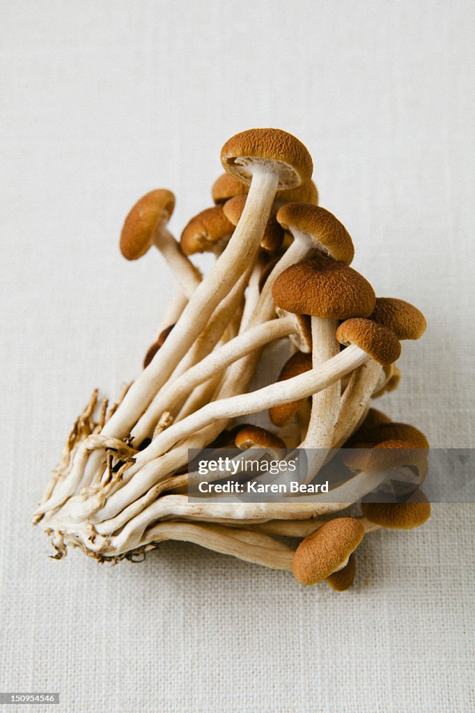 Cluster of wild mushrooms
