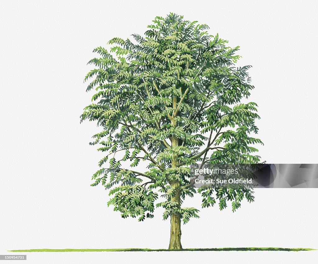 Illustration of Durio zibethinus (Durian) evergreen tree