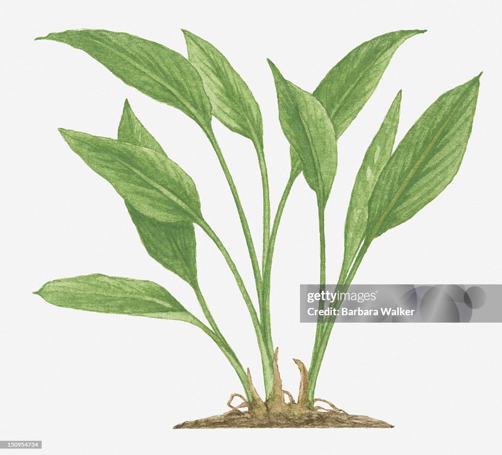 Illustration of Boesenbergia rotunda (Fingerroot) with large green leaves on upright stems