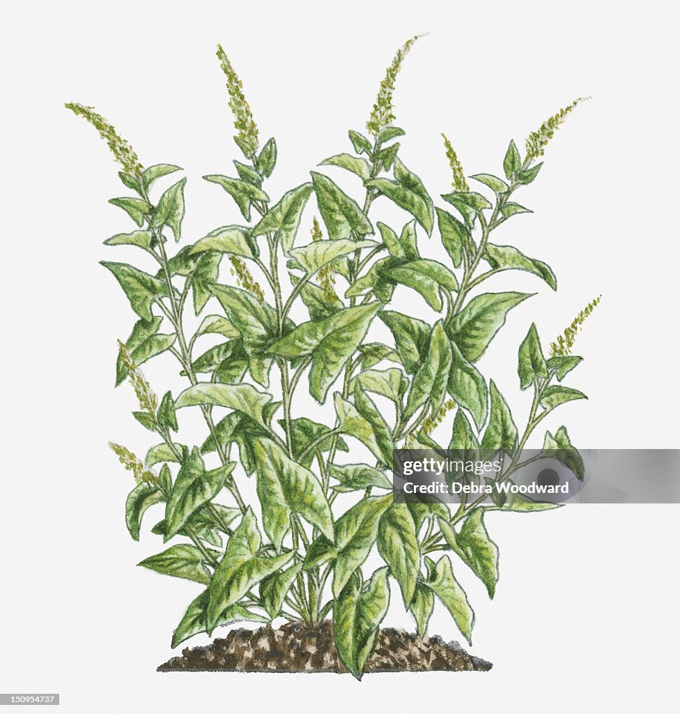 Illustration of Chenopodium bonus-henricus (Good King Henry) bearing green leaves on tall spikes