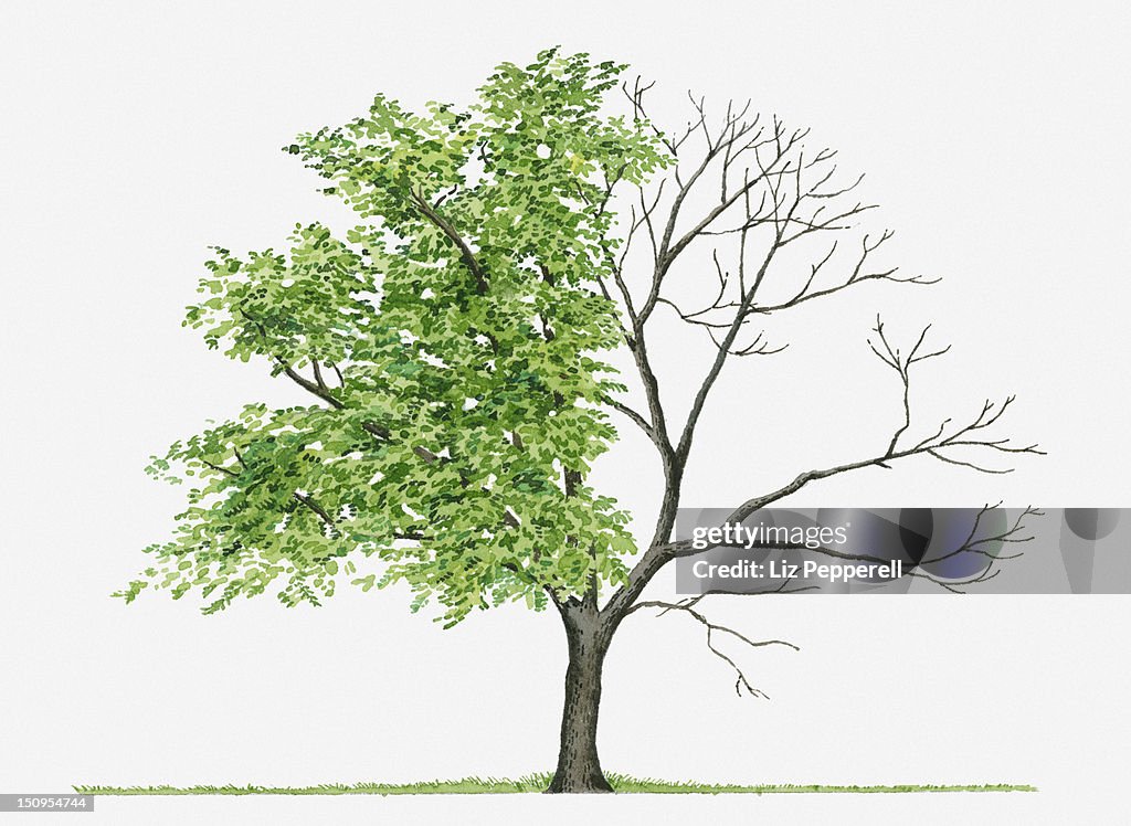 Juglans Cinerea (Butternut): Illustration showing shape of deciduous Juglans cinerea (Butternut) tree with green summer foliage and bare winter branches