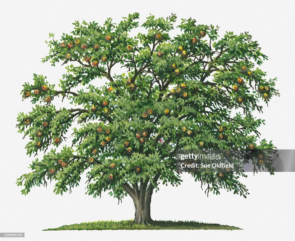 Illustration of Strychnos nux-vomica (Strychnine) tree bearing orange fruit
