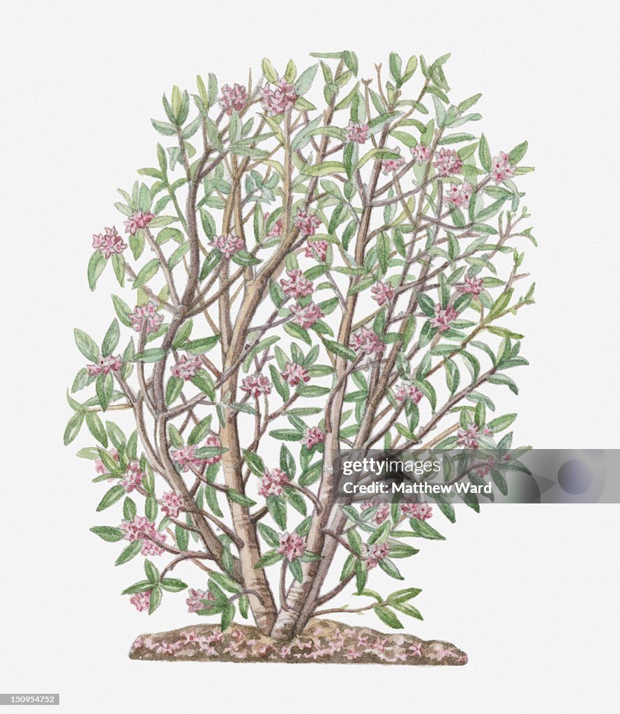 Illustration of Daphne bholua (Nepali Paper Plant) semi-evergreen shrub with pink flowers