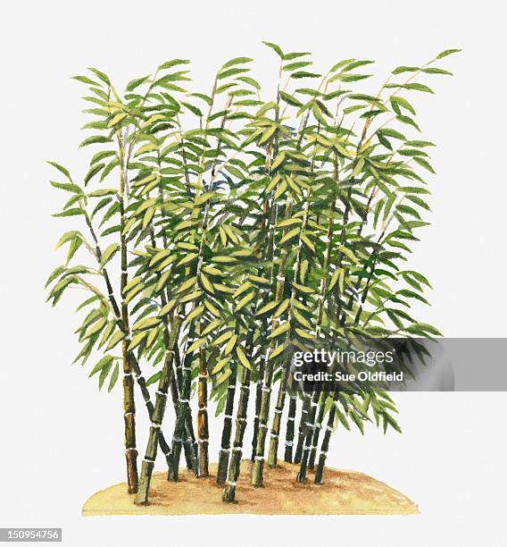 illustration of phyllostachys nigra (black bamboo) with black canes bearing evergreen leaves - black bamboo stock illustrations
