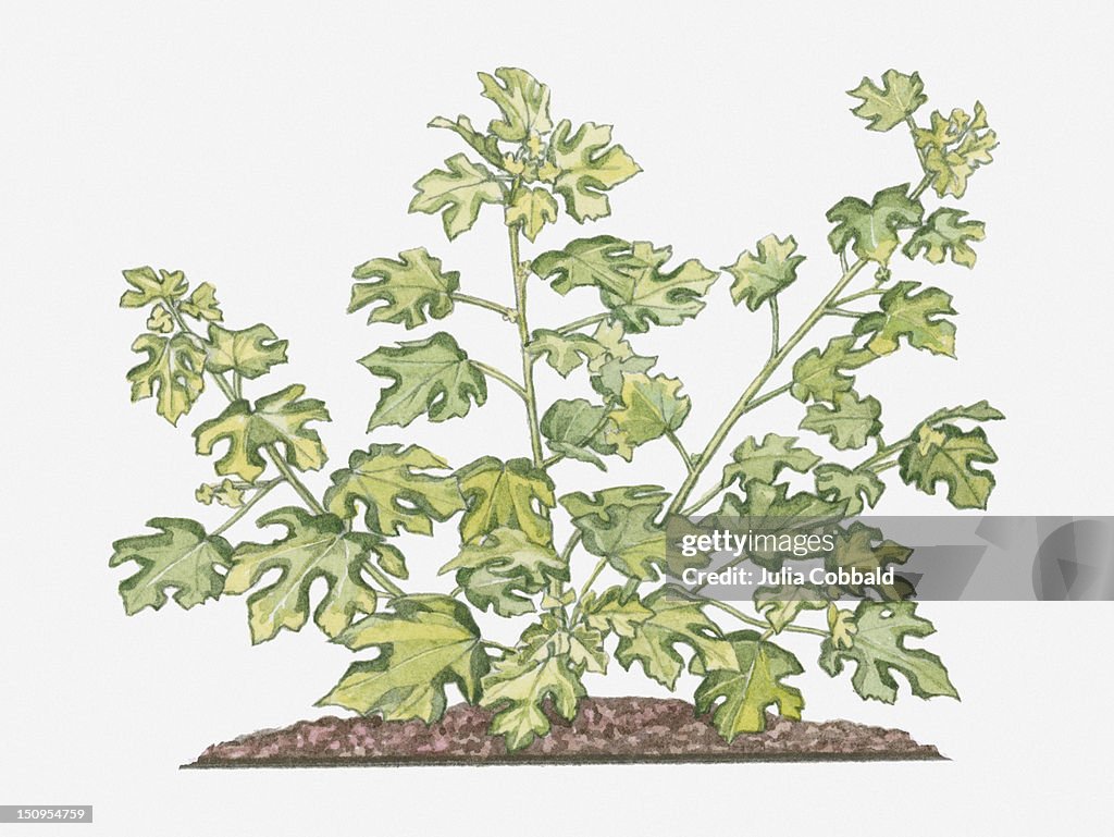 Illustration of Abelmoschus Moschatus (Musk Seed) bearing palmately lobed leaves on long stems