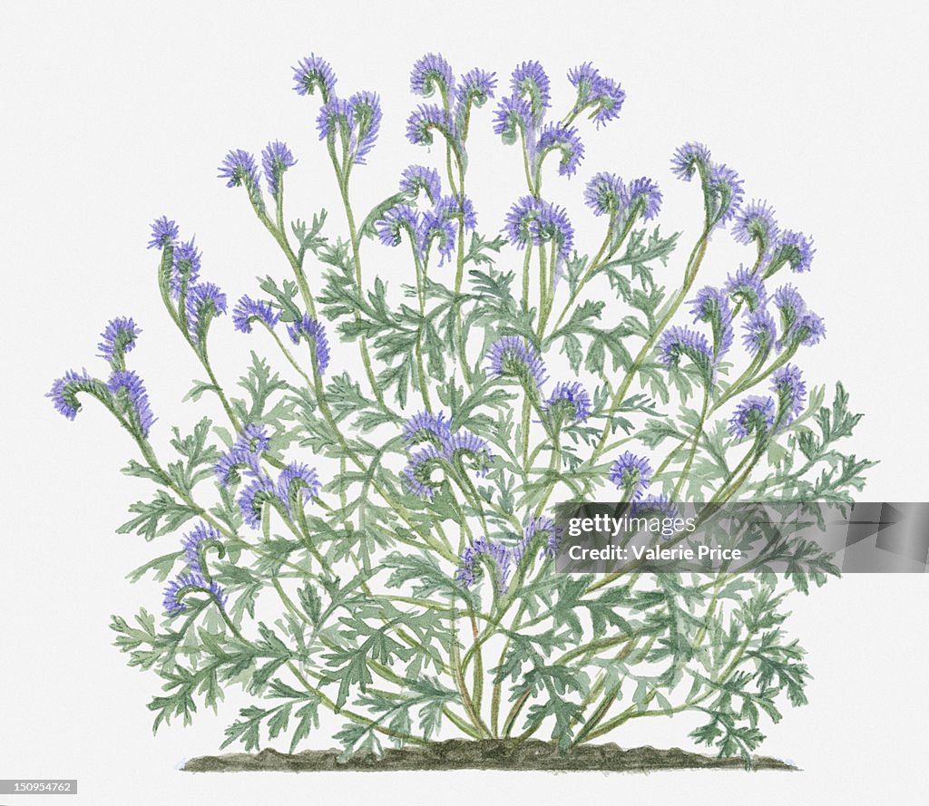 Illustration of Phacelia tanacetifolia (Lacy phacelia) bearing lavender on long curved stems with grey-green leaves