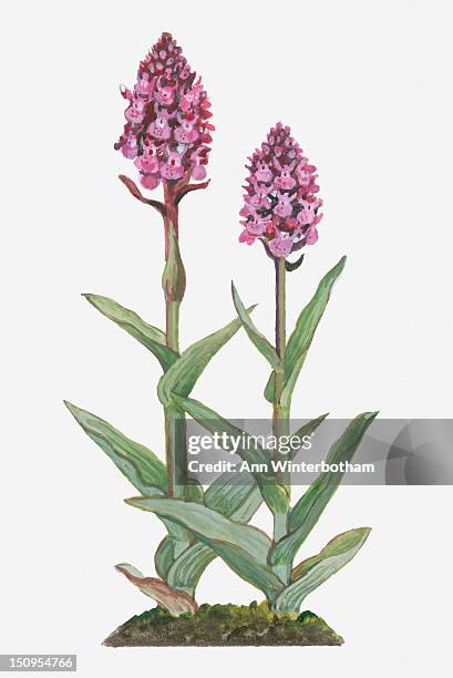 illustration of dactylorhiza praetermissa (southern marsh orchid) with pink flowers borne atop stem in dense spike above green leaves - southern marsh orchid stock illustrations