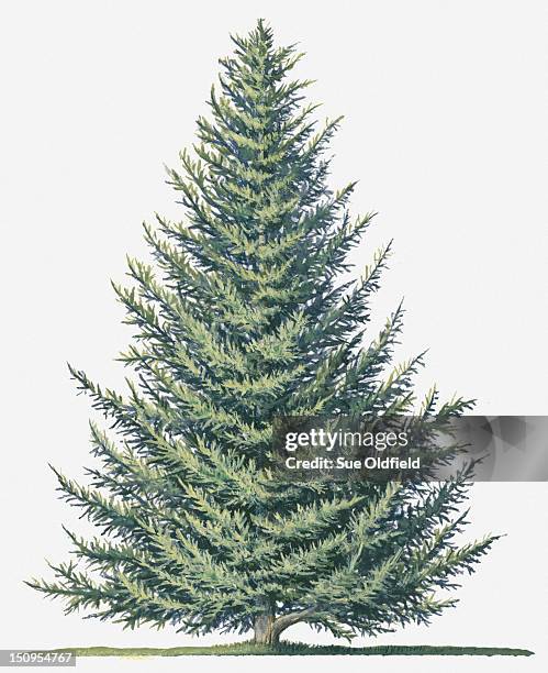 illustration of shape of evergreen abies balsamea (balsam fir) tree - balsam fir tree stock illustrations