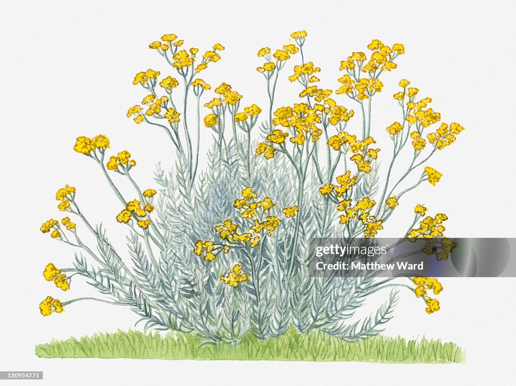 Illustration of Helichrysum angustifolium (Curry Plant) with clusters of vibrant yellow flowers on upright stems