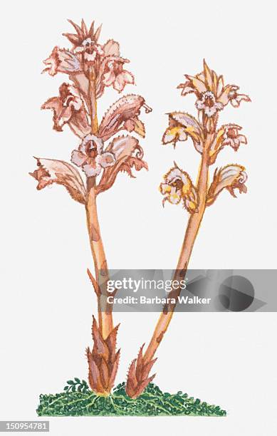 illustration of orobanche alba (thyme broomrape) parasitic plant bearing yellow flowers on thick upright yellow stems - orobanche stock illustrations