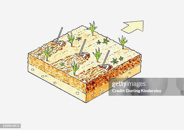 illustration of using weeding hoe in forward direction - remove weeds stock illustrations