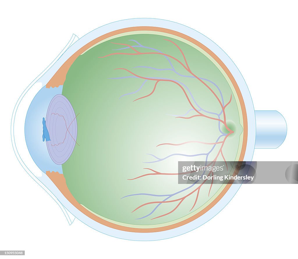 Cross section biomedical illustration of anatomy of human eye