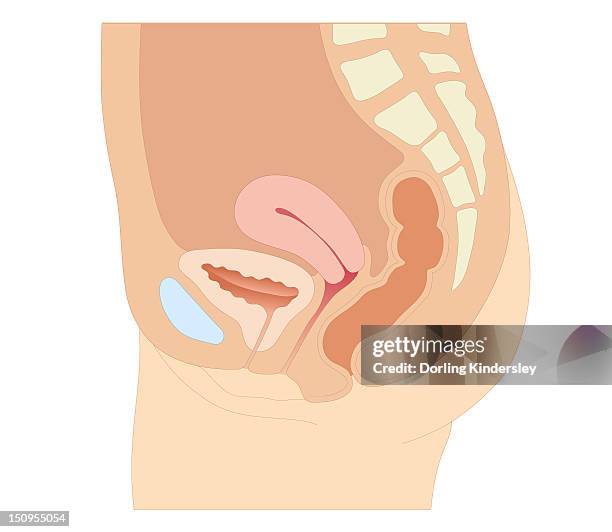 ilustrações de stock, clip art, desenhos animados e ícones de cross section biomedical illustration of female reproductive organs six weeks after childbirth - sistema reprodutor feminino