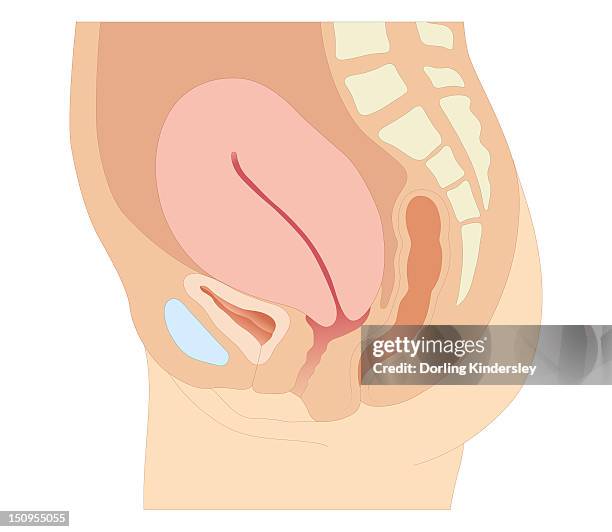 ilustrações de stock, clip art, desenhos animados e ícones de cross section biomedical illustration of female reproductive organs one week after childbirth - sistema reprodutor feminino