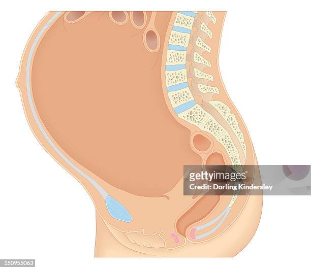 cross section biomedical illustration of anatomy during pregnancy - schambeinfuge stock-grafiken, -clipart, -cartoons und -symbole