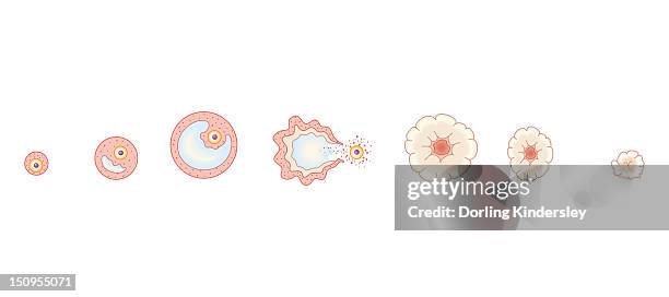 cross section biomedical illustration of egg development inside ovary during human menstrual cycle - menstruation gesundheitswesen und medizin stock-grafiken, -clipart, -cartoons und -symbole