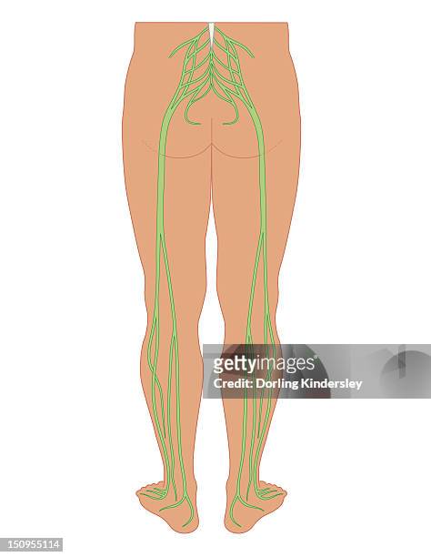 cross section biomedical illustration of sciatic nerves beginning at the lower back, through buttocks down to lower limbs - sciatic stock illustrations