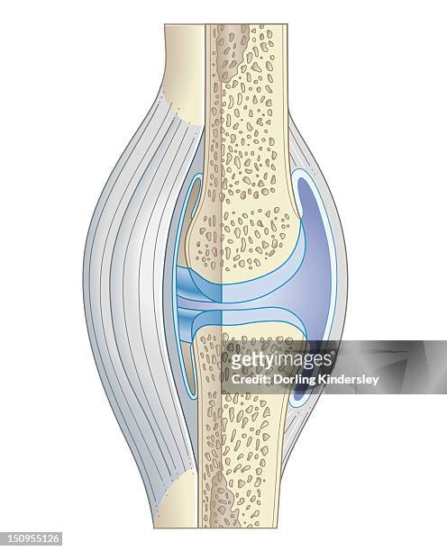 cross section biomedical illustration of synovial joint - synovial stock-grafiken, -clipart, -cartoons und -symbole