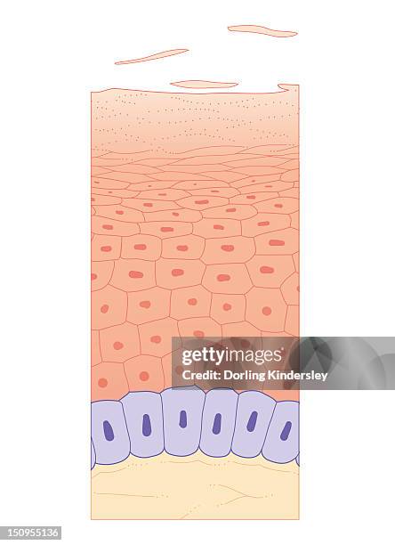 cross section biomedical illustration of skin growth showing four layers of epidermis - skin cross section stock illustrations
