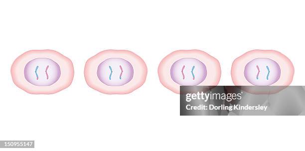 ilustrações de stock, clip art, desenhos animados e ícones de cross section biomedical illustration of meiosis with two cells dividing to produce four, each with half the genetic material - meiose