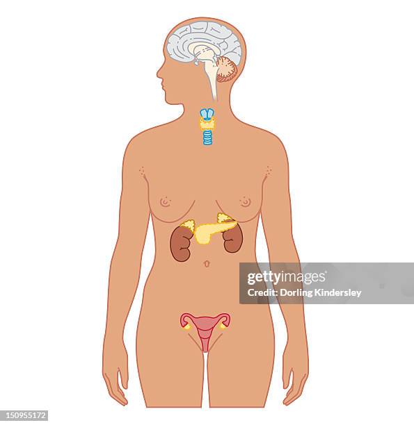 stockillustraties, clipart, cartoons en iconen met cross section biomedical illustration of endocrine system in adult female - pijnappelklier