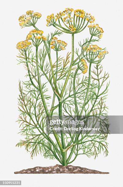 illustration of anethum graveolens (dill) bearing yellow flowers on tall stems with finely divided leaves - ディル点のイラスト素材／クリップアート素材／マンガ素材／アイコン素材