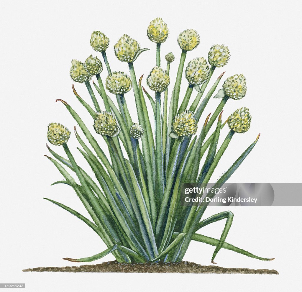 Illustration of Allium fistulosum (Welsh Onion) bearing flowers in umbels on leafless stems with long green leaves below