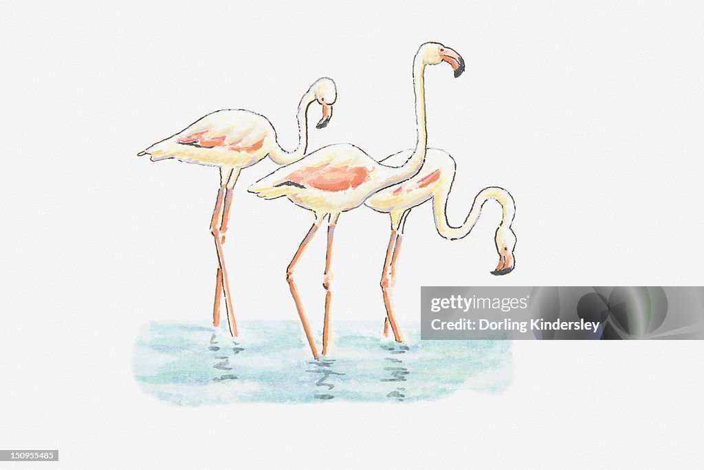 Illustration of three Greater Flamingo (Phoenicopterus roseus) standing in water