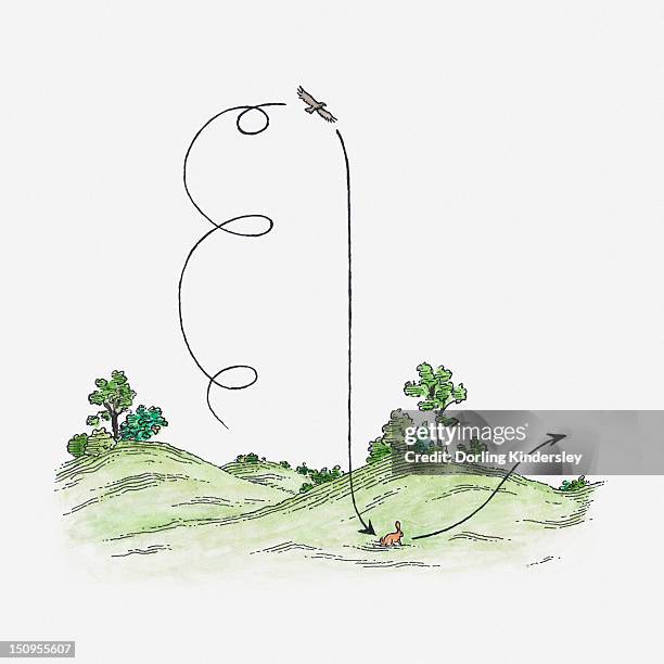 illustration of eagle circling above rabbit - two rabbits stock illustrations