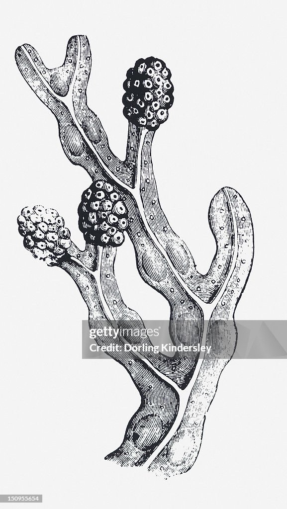 Black and white illustration of a mature Fucus vesiculosus (Bladderwrack) with swollen tips, containing reproductive organs