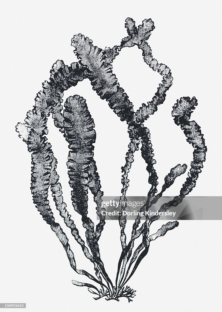 Black and white illustration of Ulva sp. (Sea lettuce)